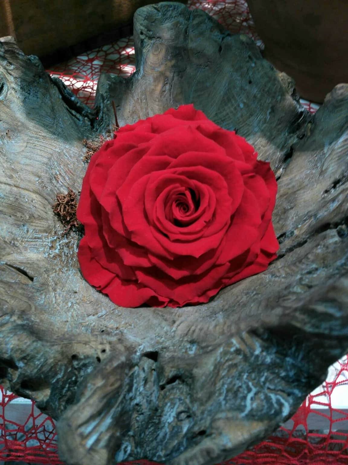 Rosa San Valentín 7deflors